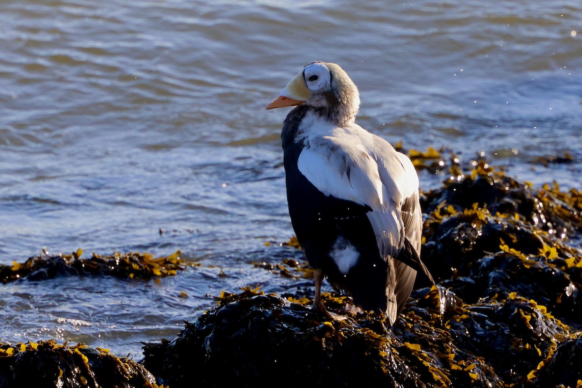 Spectacled Eider - ML645776567