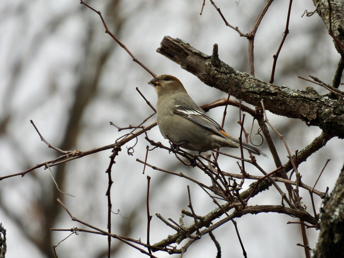 Pine Grosbeak - ML645776568