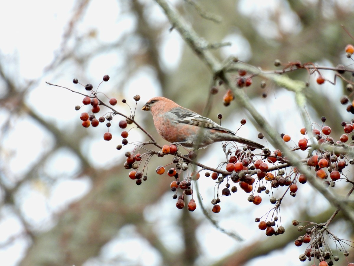 Pine Grosbeak - ML645776569