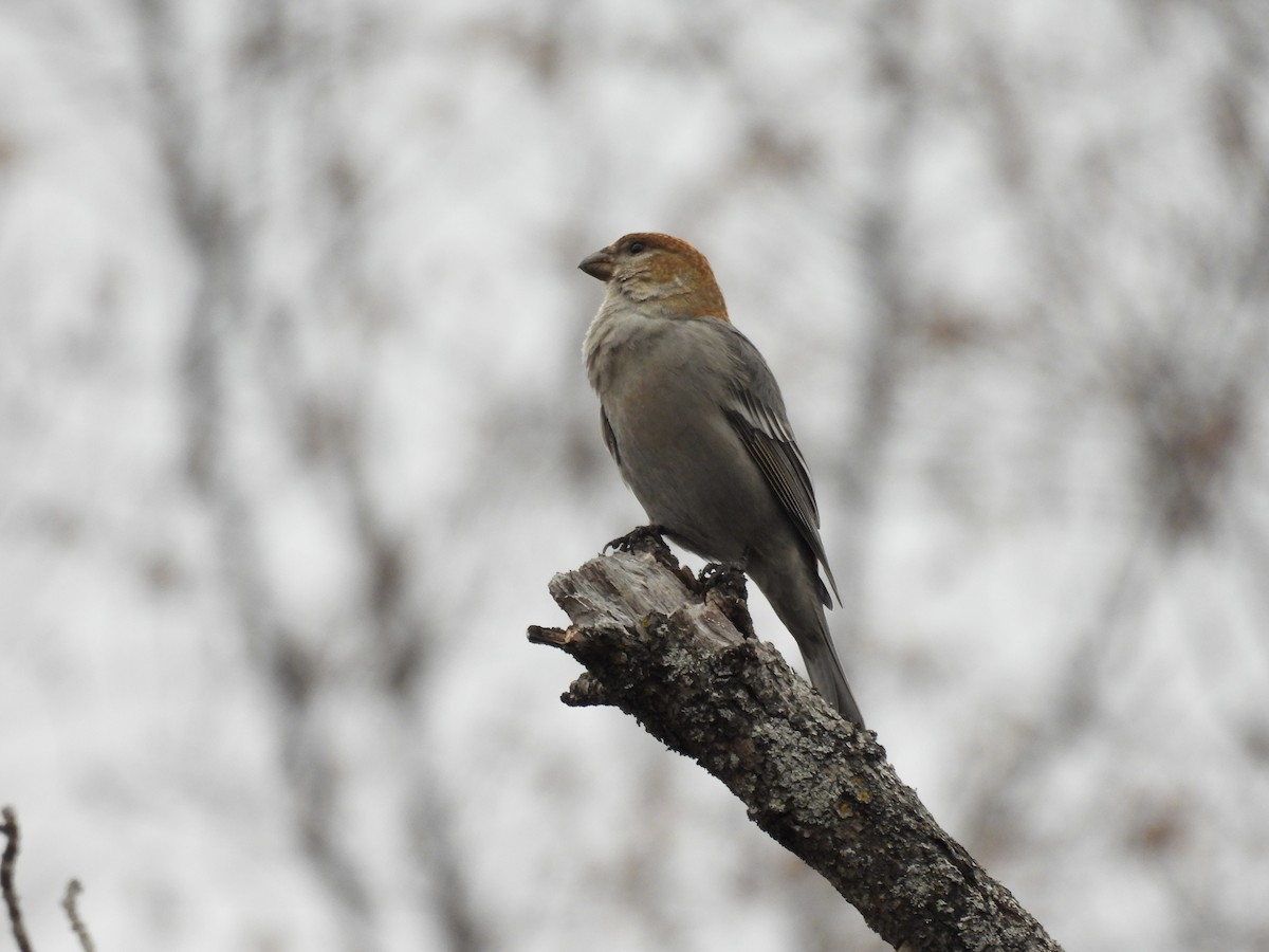 Pine Grosbeak - ML645776570
