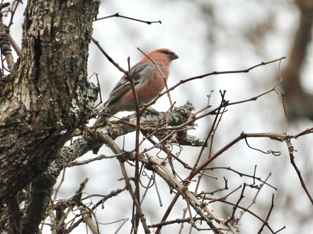 Pine Grosbeak - ML645776571