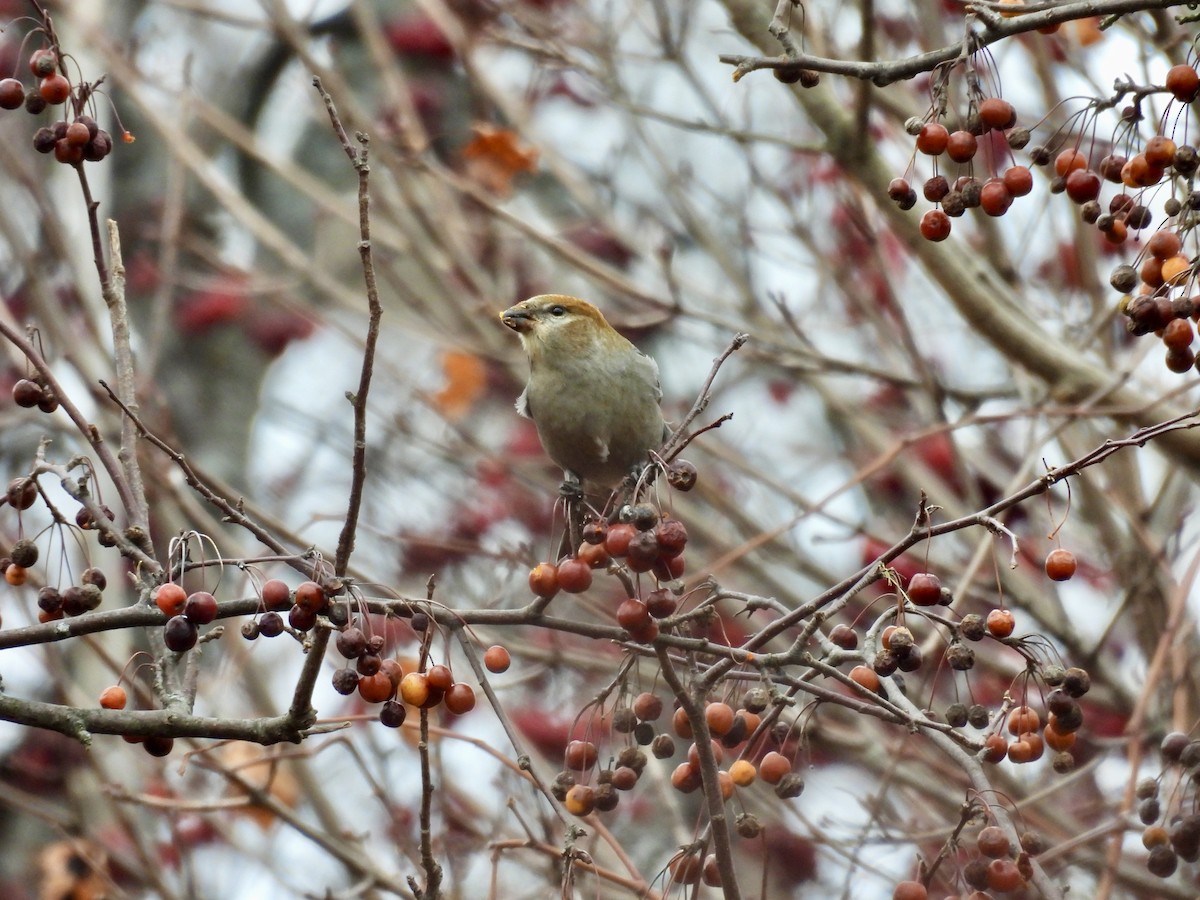Pine Grosbeak - ML645776572