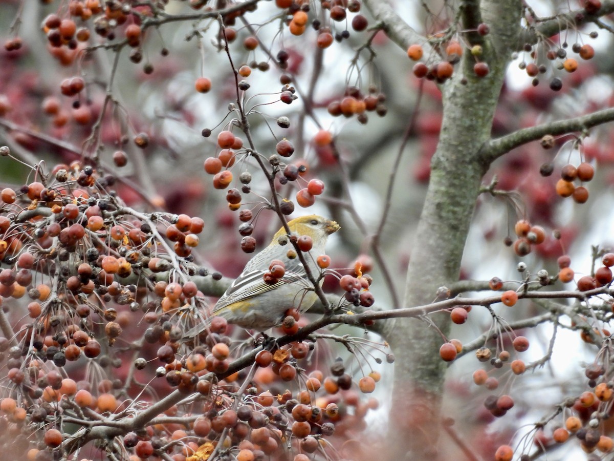 Pine Grosbeak - ML645776573