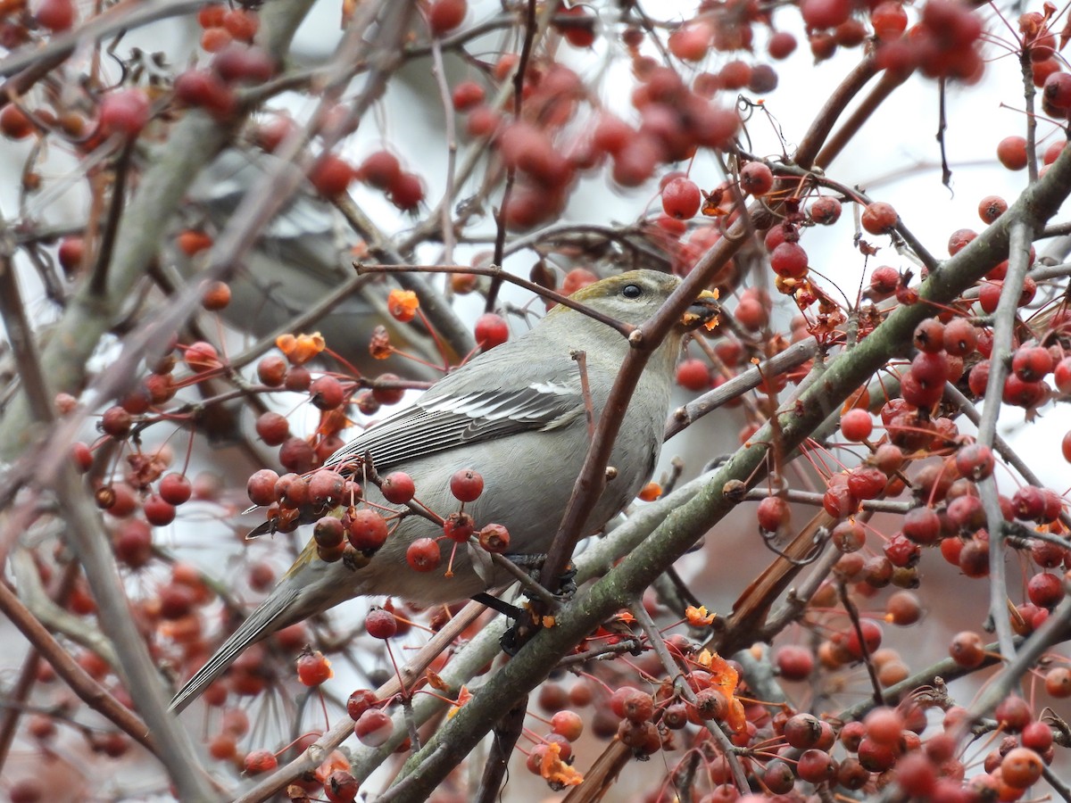 Pine Grosbeak - ML645776574