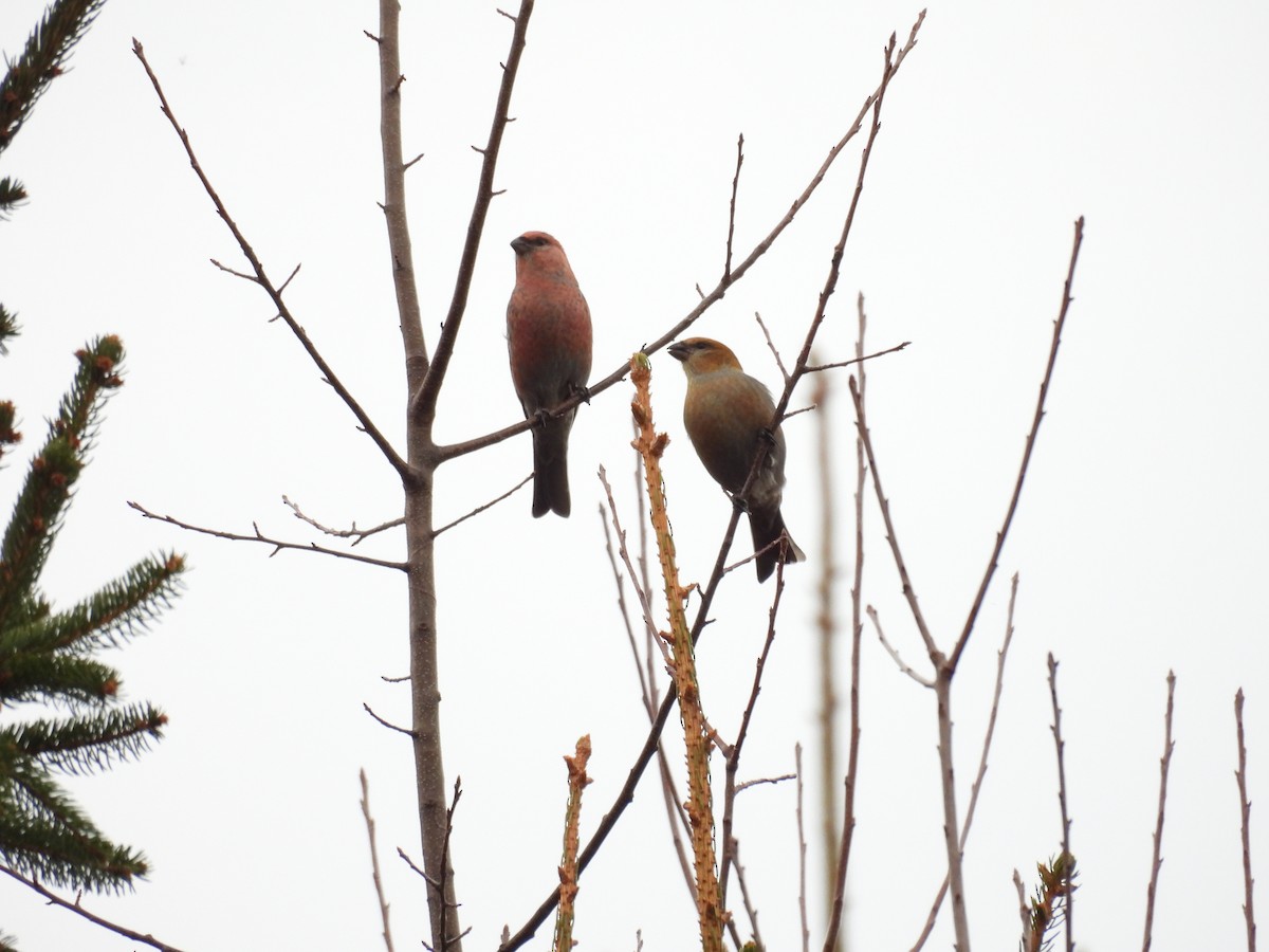 Pine Grosbeak - ML645776575