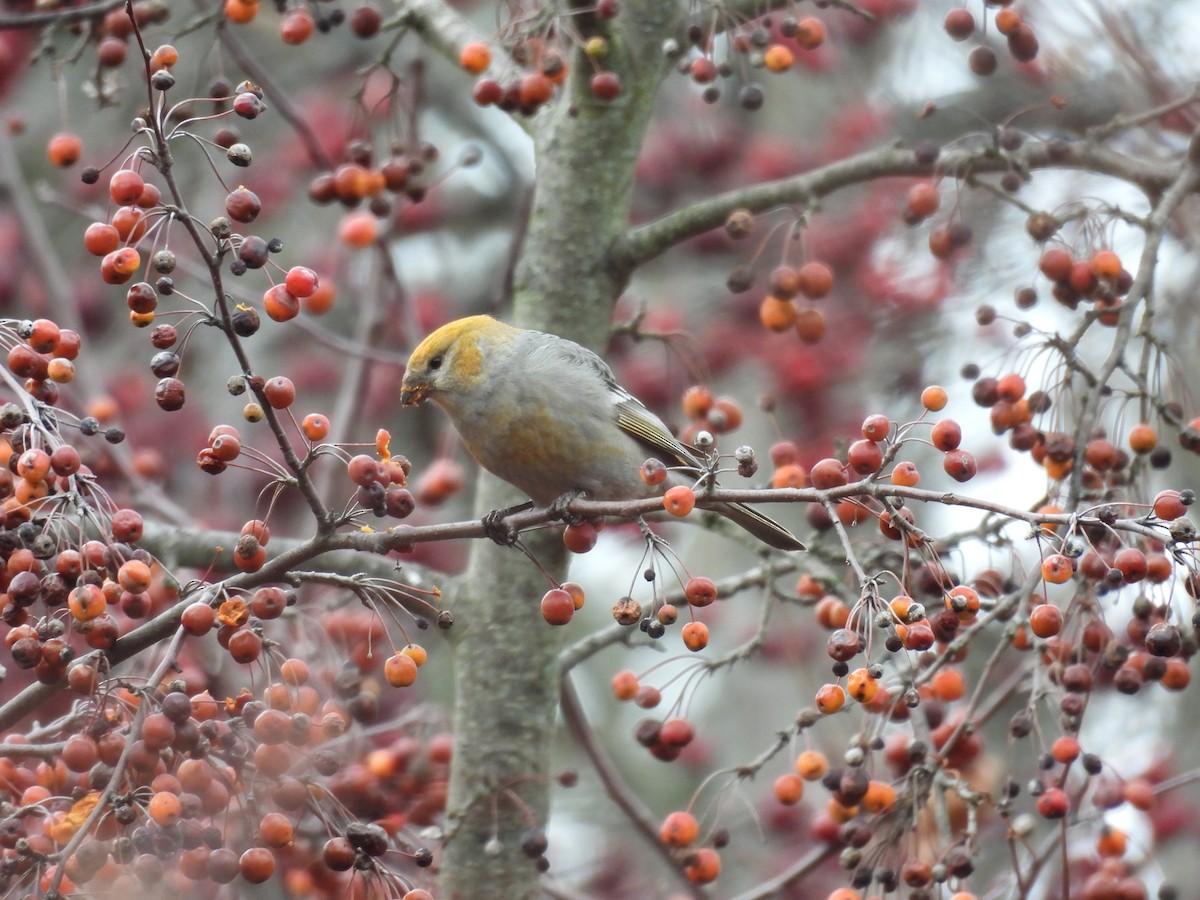 Pine Grosbeak - ML645776576
