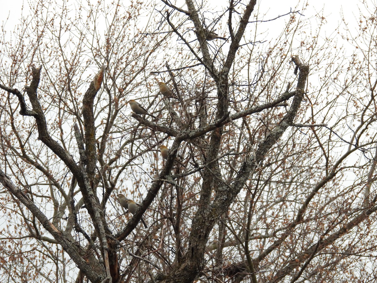 Pine Grosbeak - ML645776577