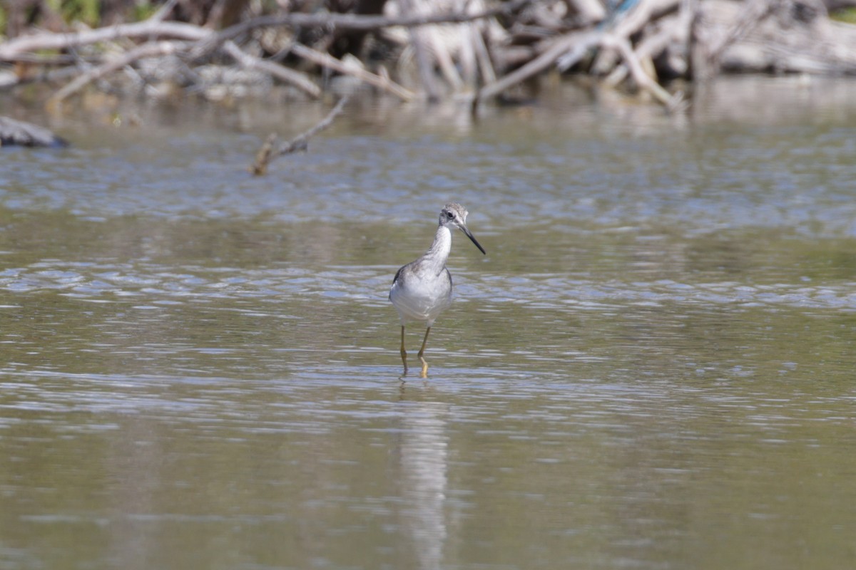 Greater Yellowlegs - ML645776598