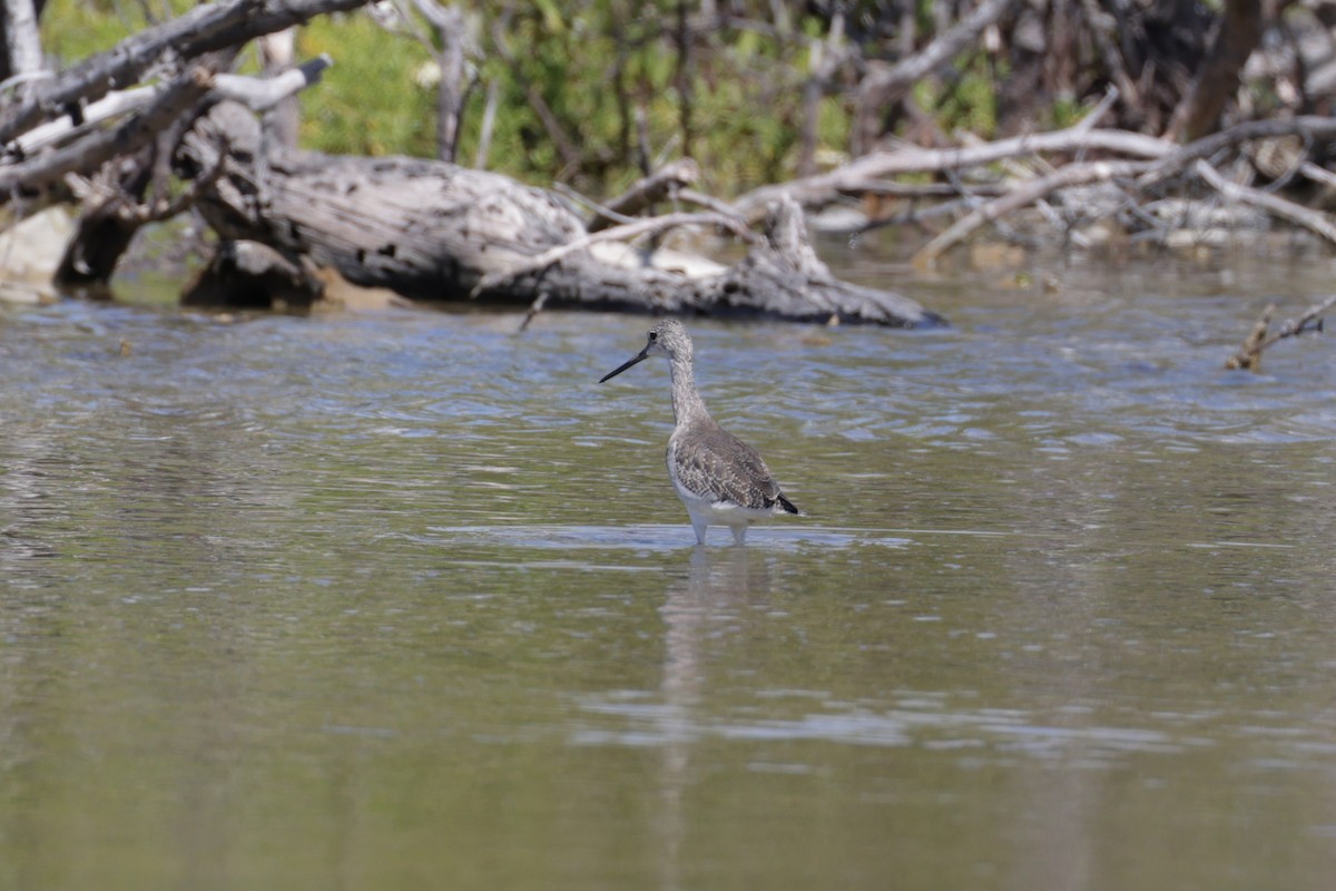 Greater Yellowlegs - ML645776599