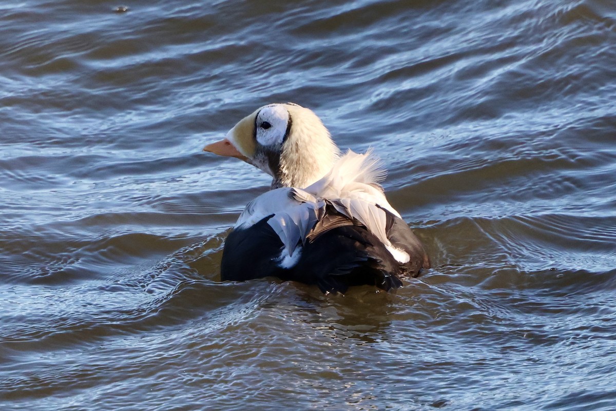 Spectacled Eider - ML645776603