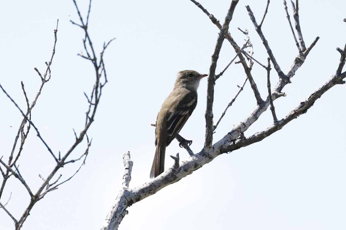 Élénie siffleuse - ML645776622