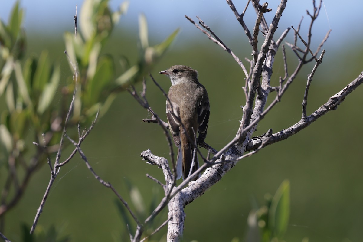 Élénie siffleuse - ML645776623