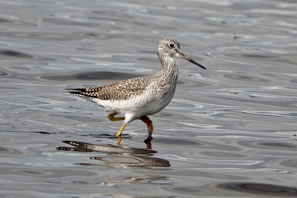 Greater Yellowlegs - ML645776633