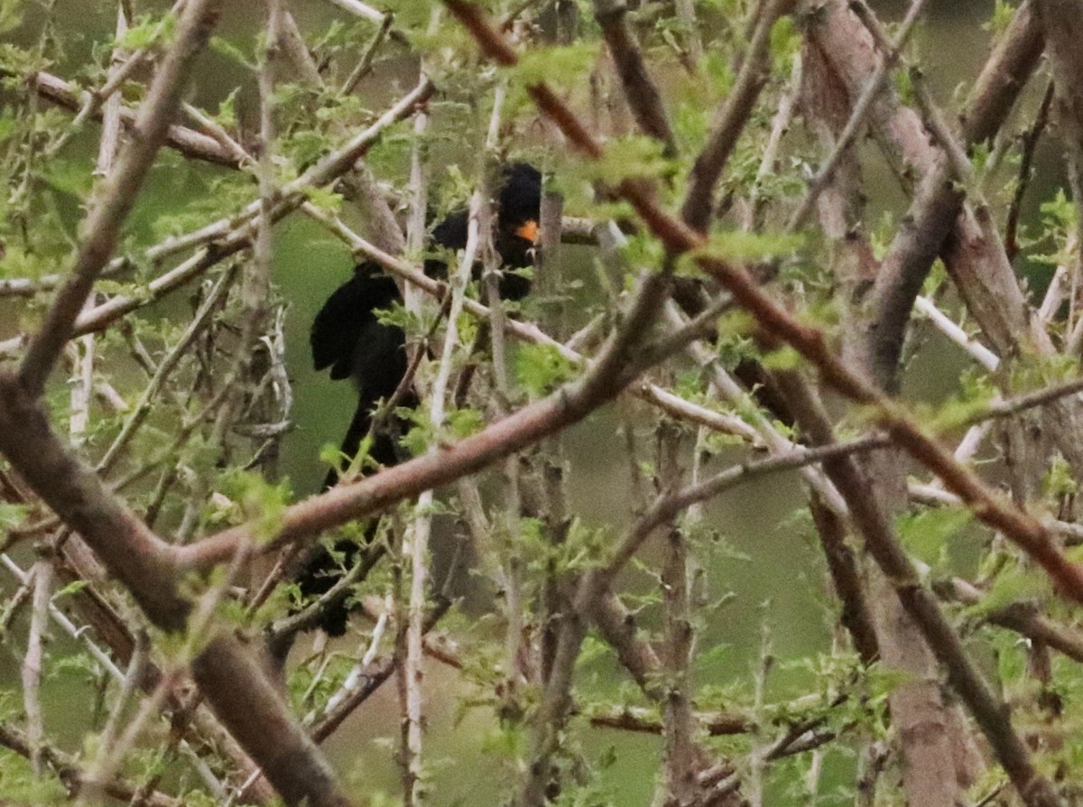 Irrisor à cimeterre - ML645776634