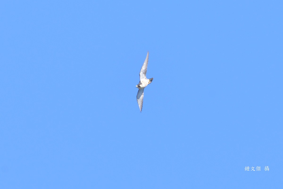 Peregrine Falcon - ML645776639