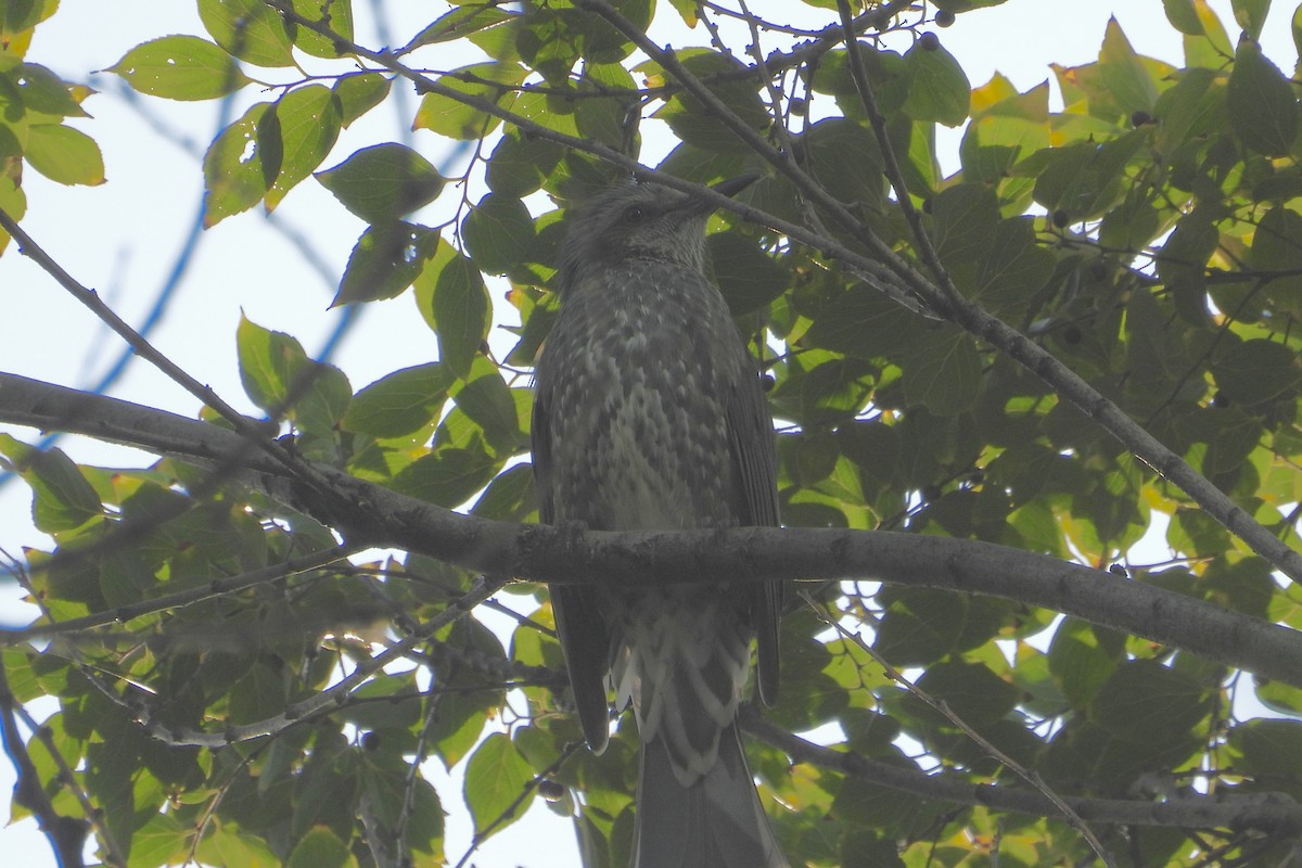 棕耳鵯 - ML645776643