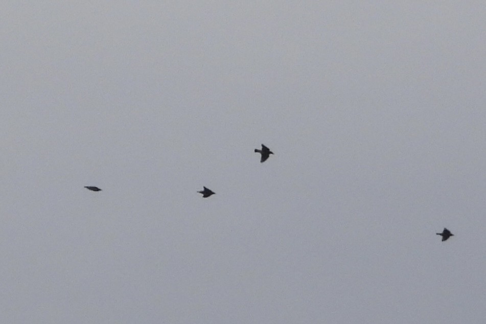 灰椋鳥 - ML645776652