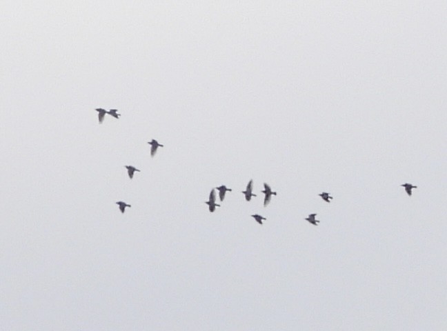 Шпак сірий - ML645776653