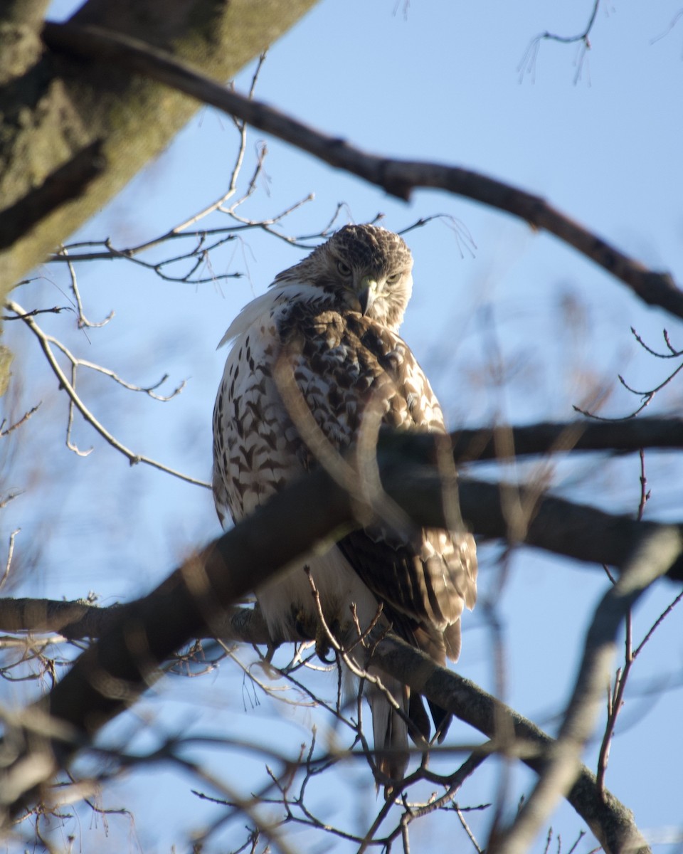 Red-tailed Hawk - ML645776654