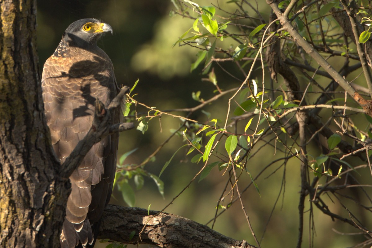 Crested Serpent-Eagle - ML645776655