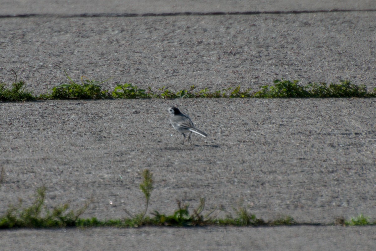 White Wagtail - ML645776656
