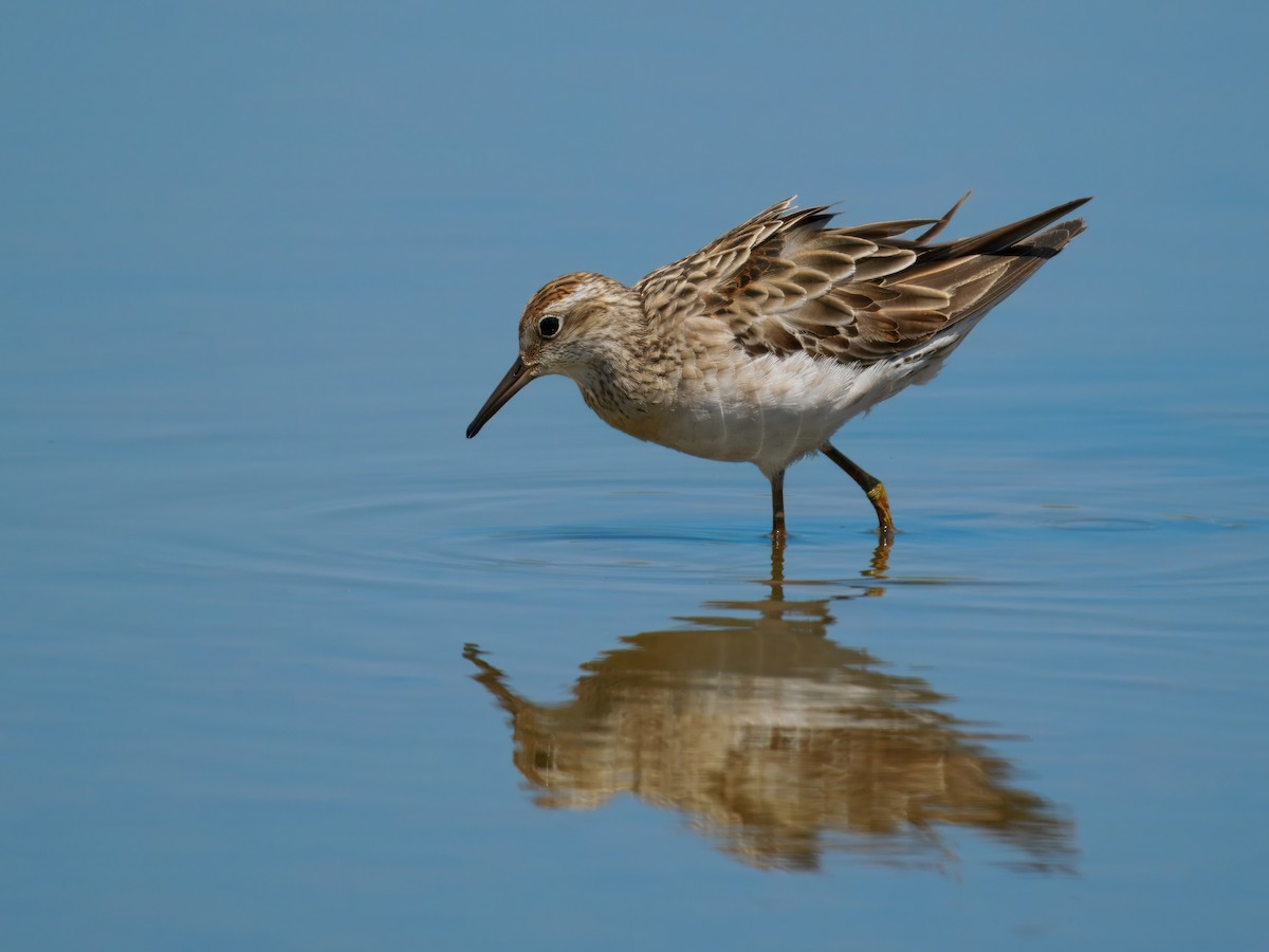Sharp-tailed Sandpiper - ML645776657