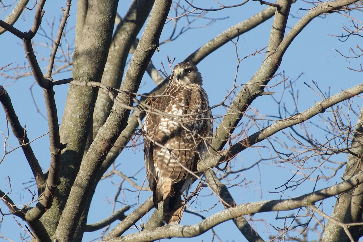 Red-tailed Hawk - ML645776658