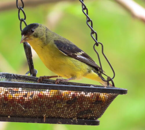 Lesser Goldfinch - ML645776659