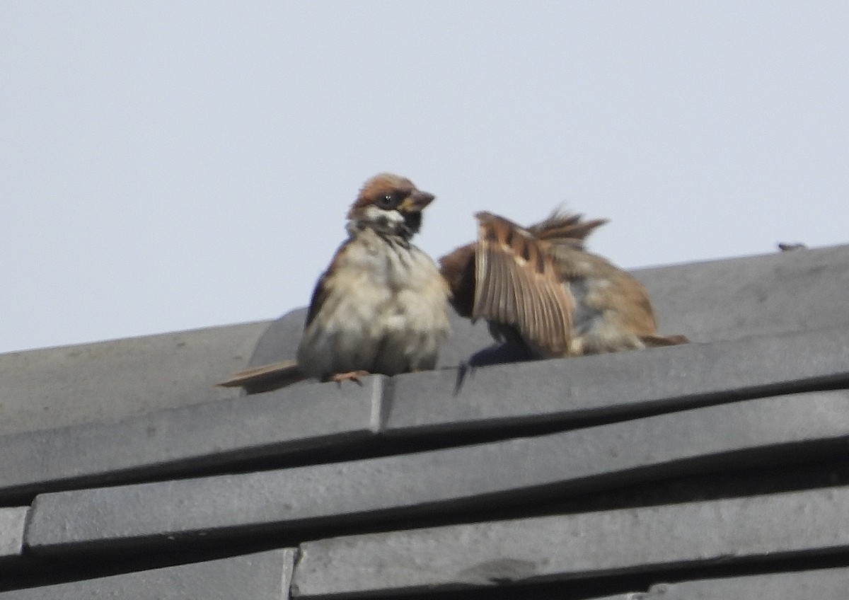 Eurasian Tree Sparrow - ML645776664