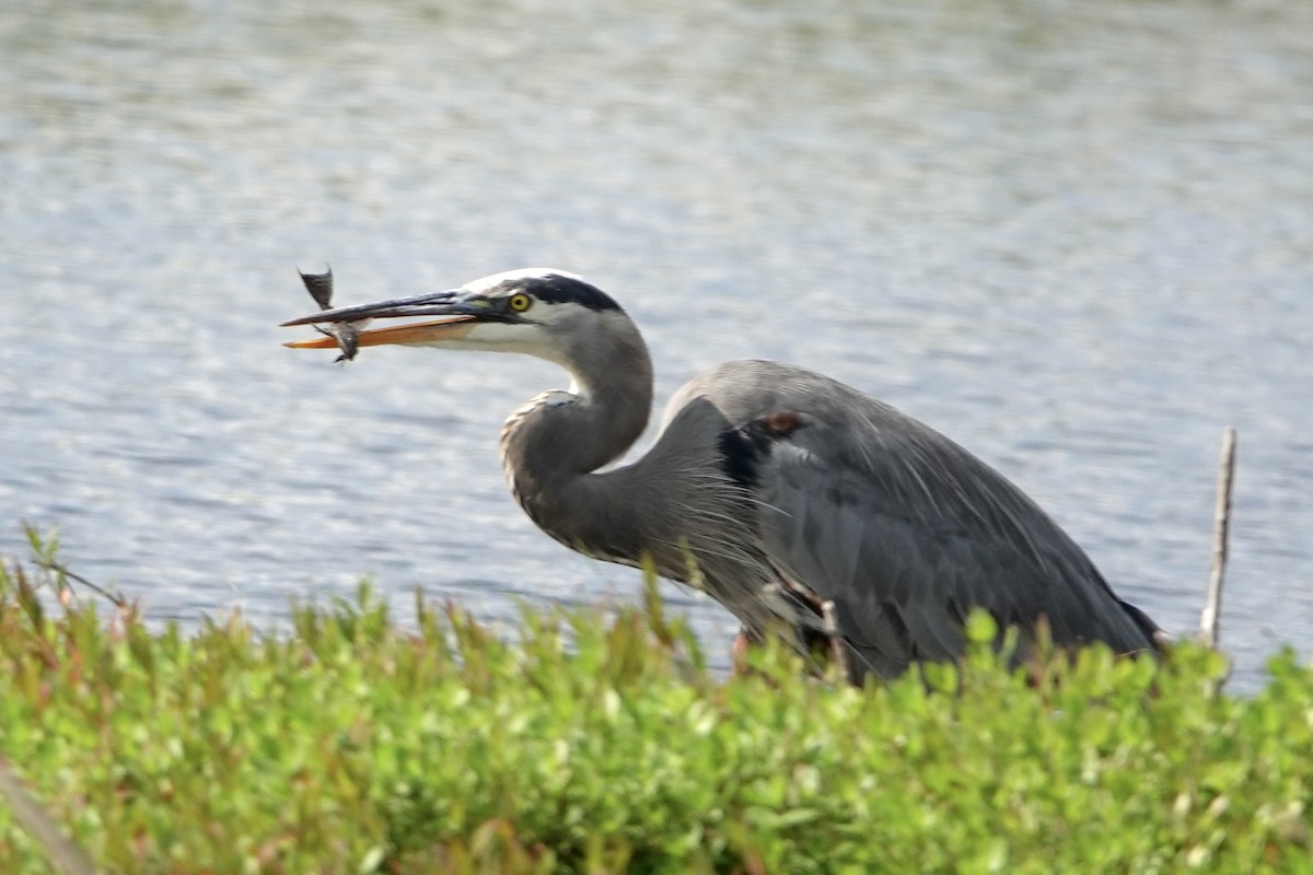 Great Blue Heron - ML645776665