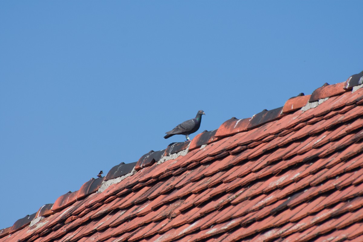 Barn Swallow - ML645776666