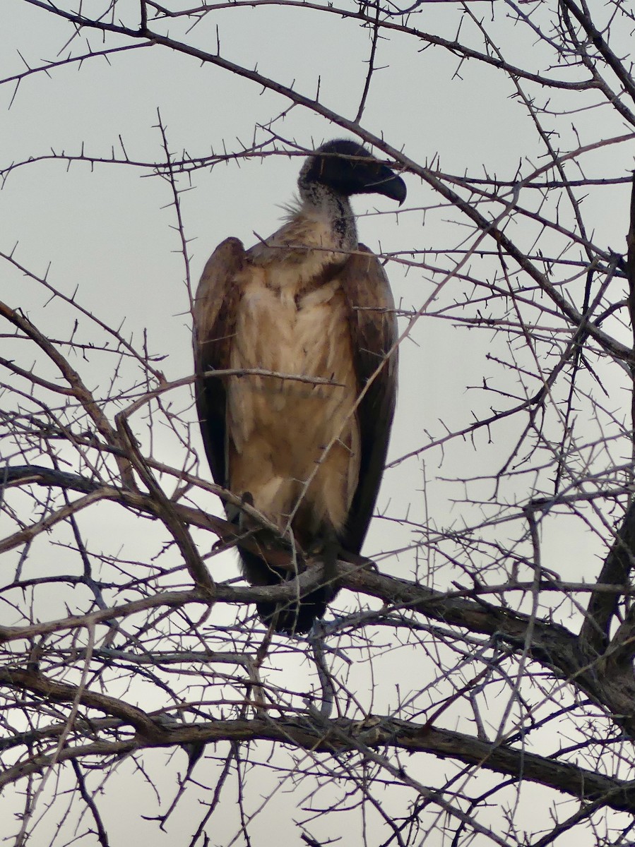 White-backed Vulture - ML645776667