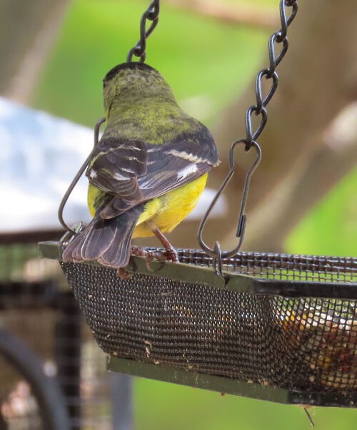 Lesser Goldfinch - ML645776668