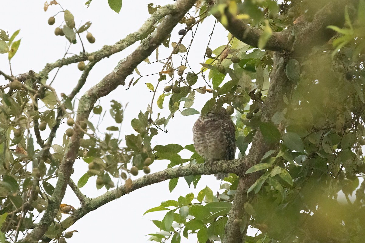 Spotted Owlet - ML645776669