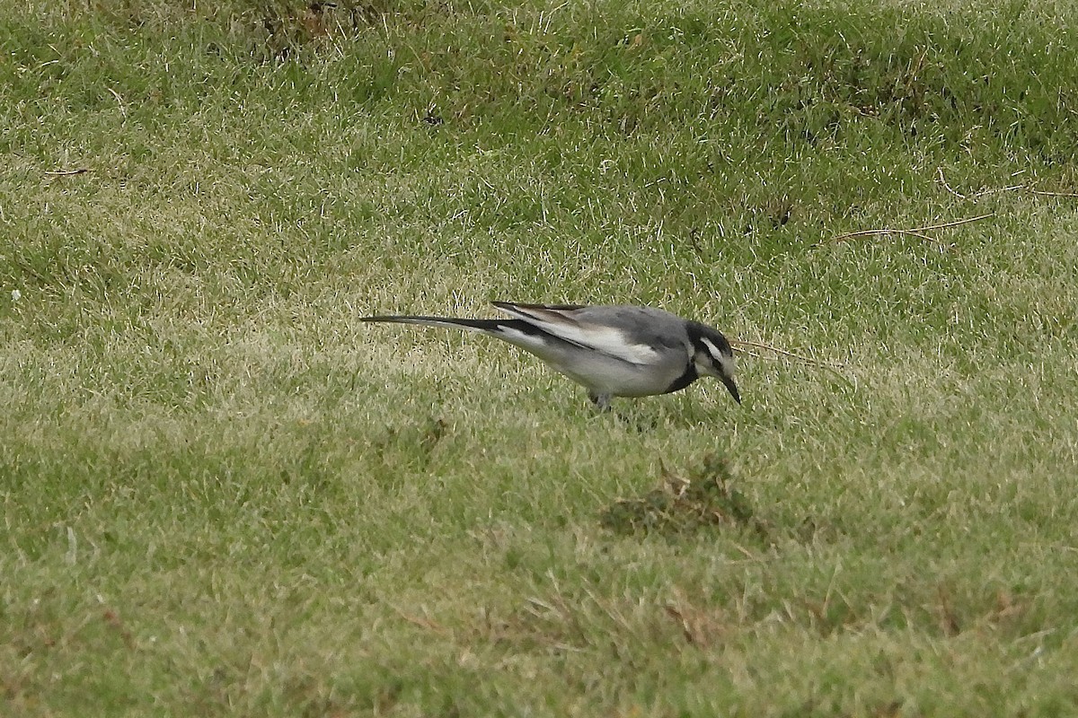 White Wagtail - ML645776670