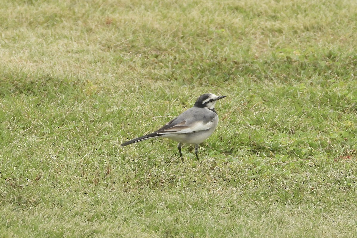 White Wagtail - ML645776671