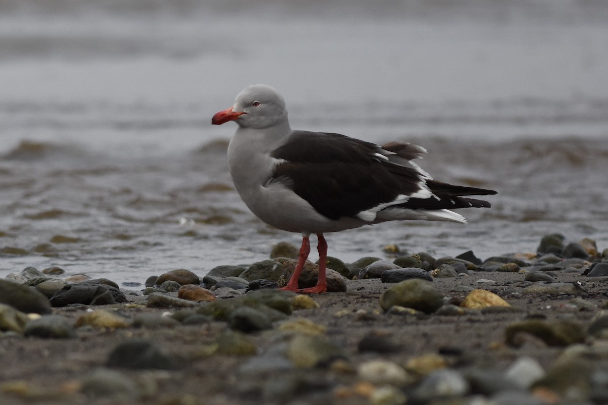 Dolphin Gull - ML645776675