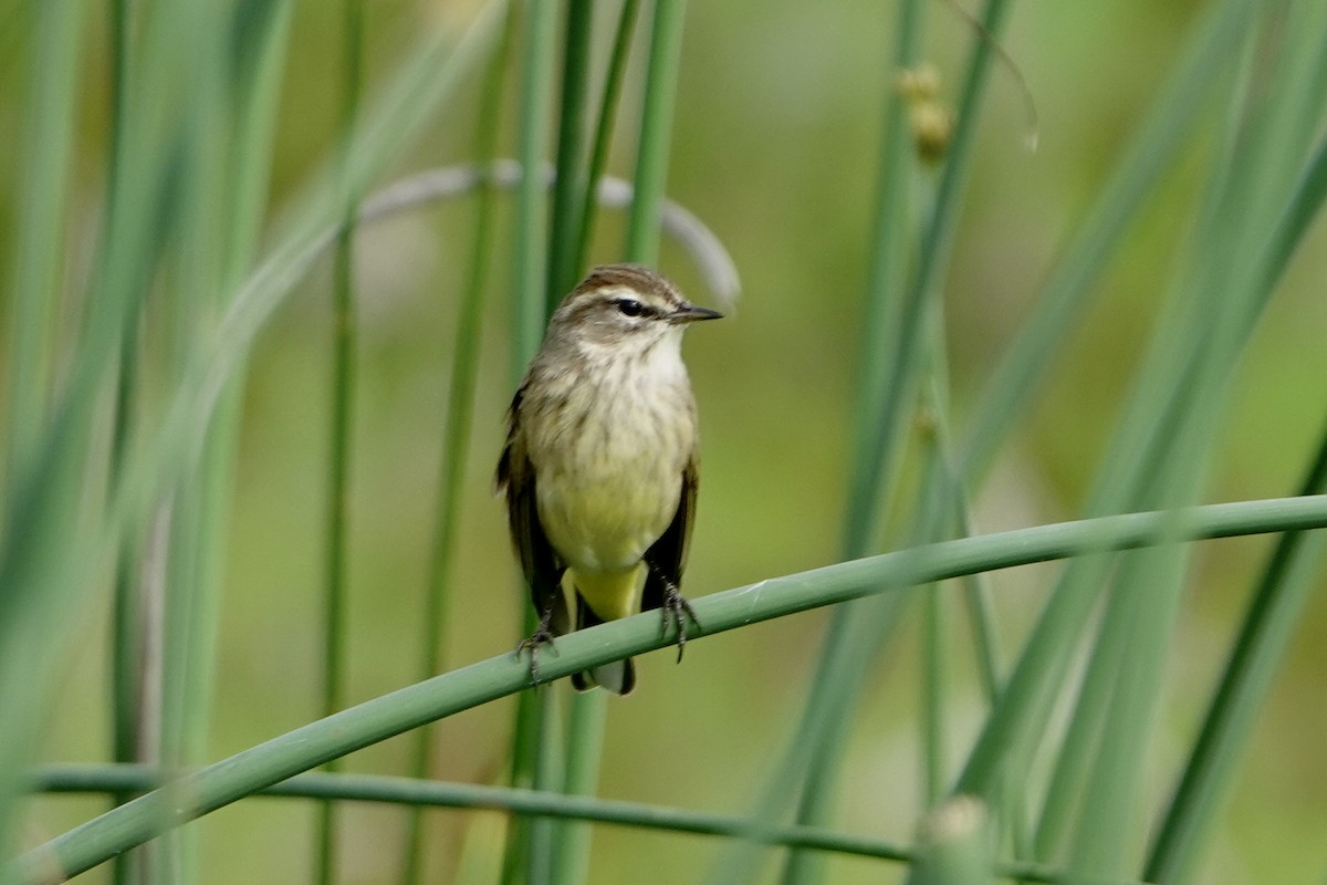 Palm Warbler - ML645776676