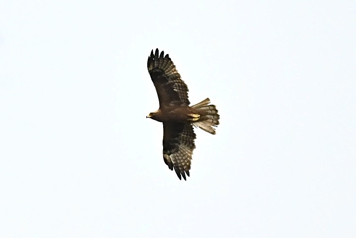 Booted Eagle - ML645776677