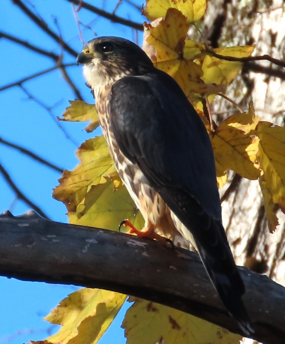 Merlin - ML645776681