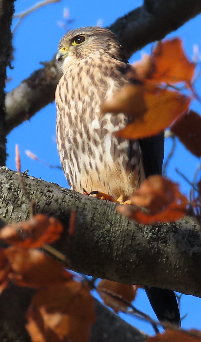 Merlin - ML645776682