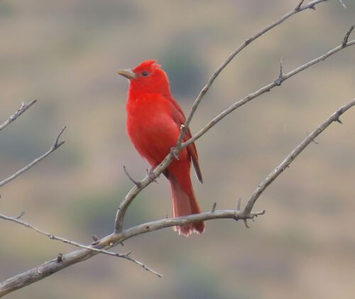 Summer Tanager - ML645776683