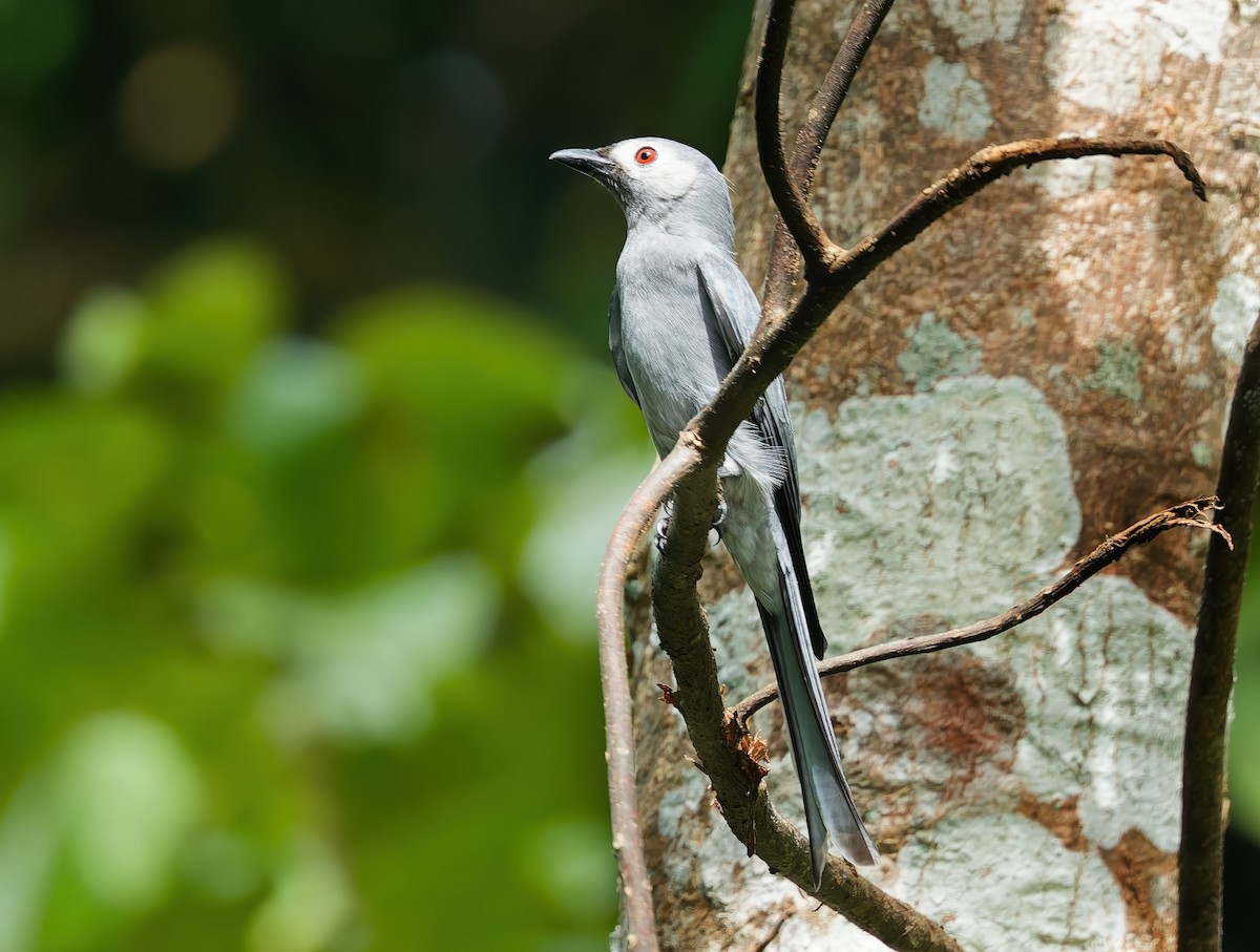 Ashy Drongo (Hainan/White-cheeked/White-lored) - ML645776684