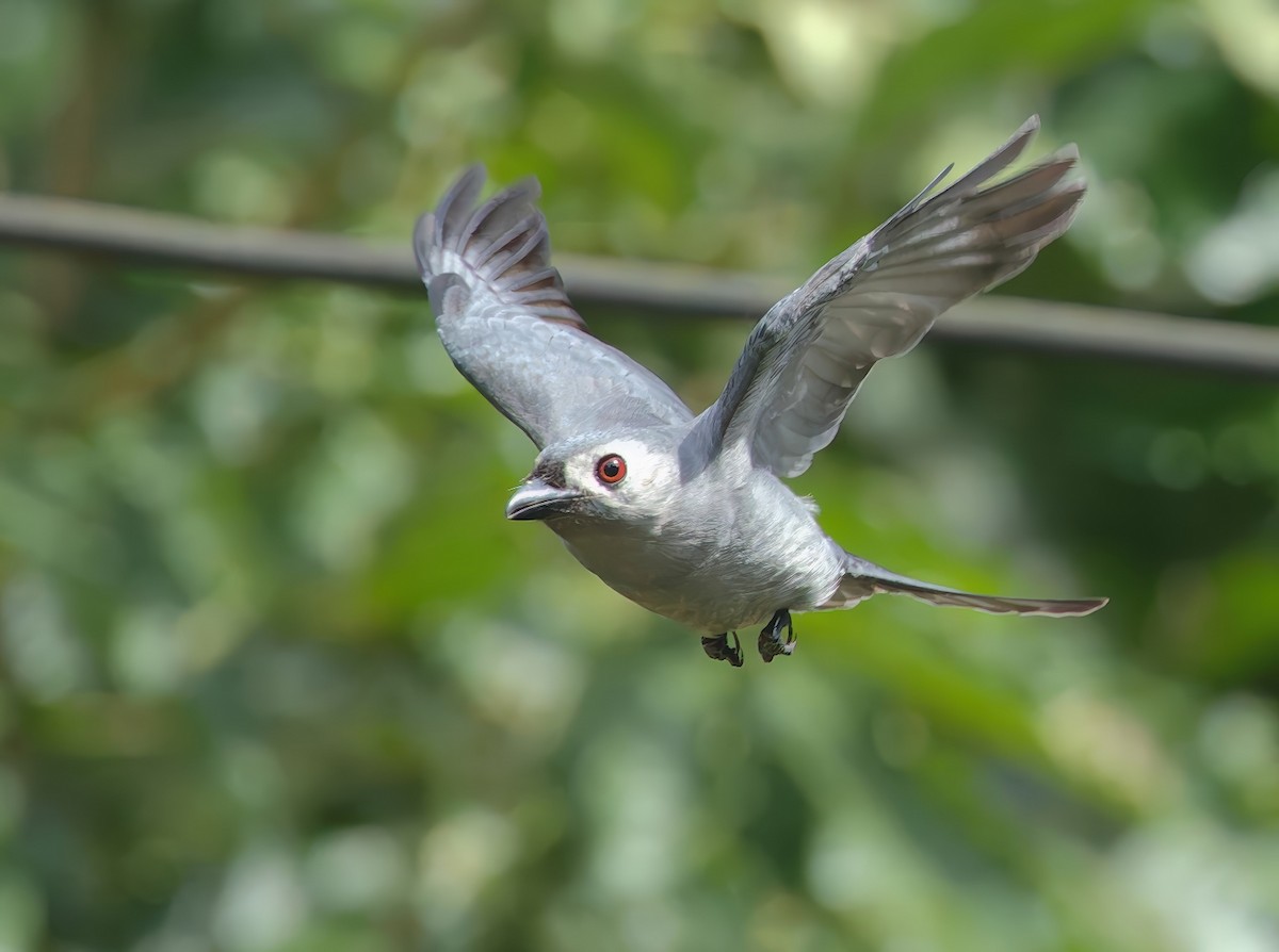 Ashy Drongo (Hainan/White-cheeked/White-lored) - ML645776685