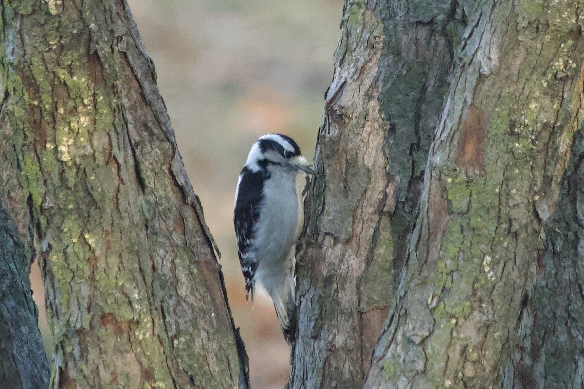 Downy Woodpecker - ML645776686
