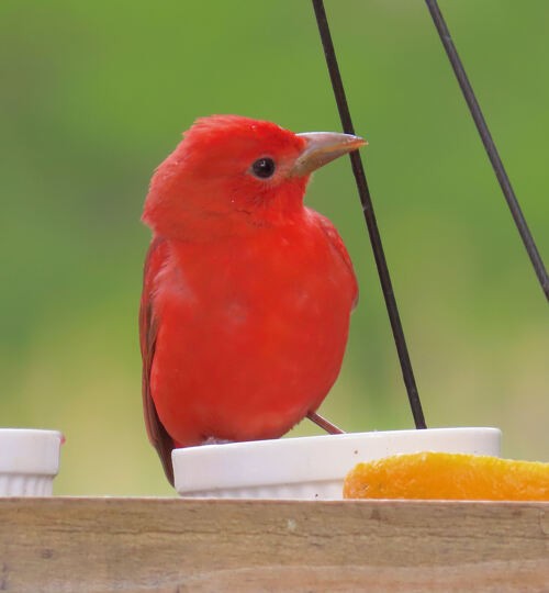 Summer Tanager - ML645776687