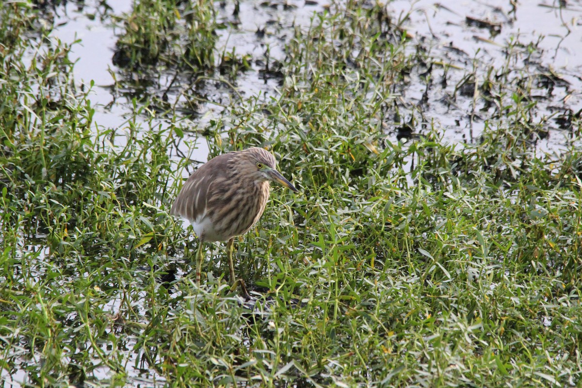Indian Pond-Heron - ML645776688