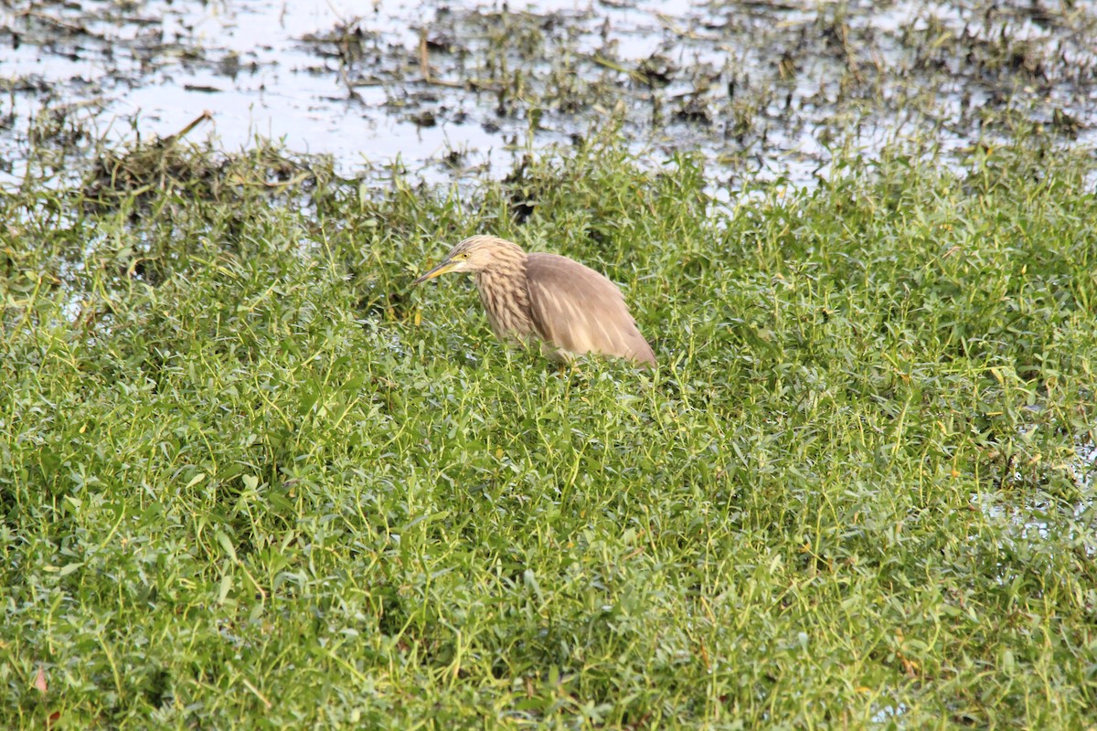 Indian Pond-Heron - ML645776689