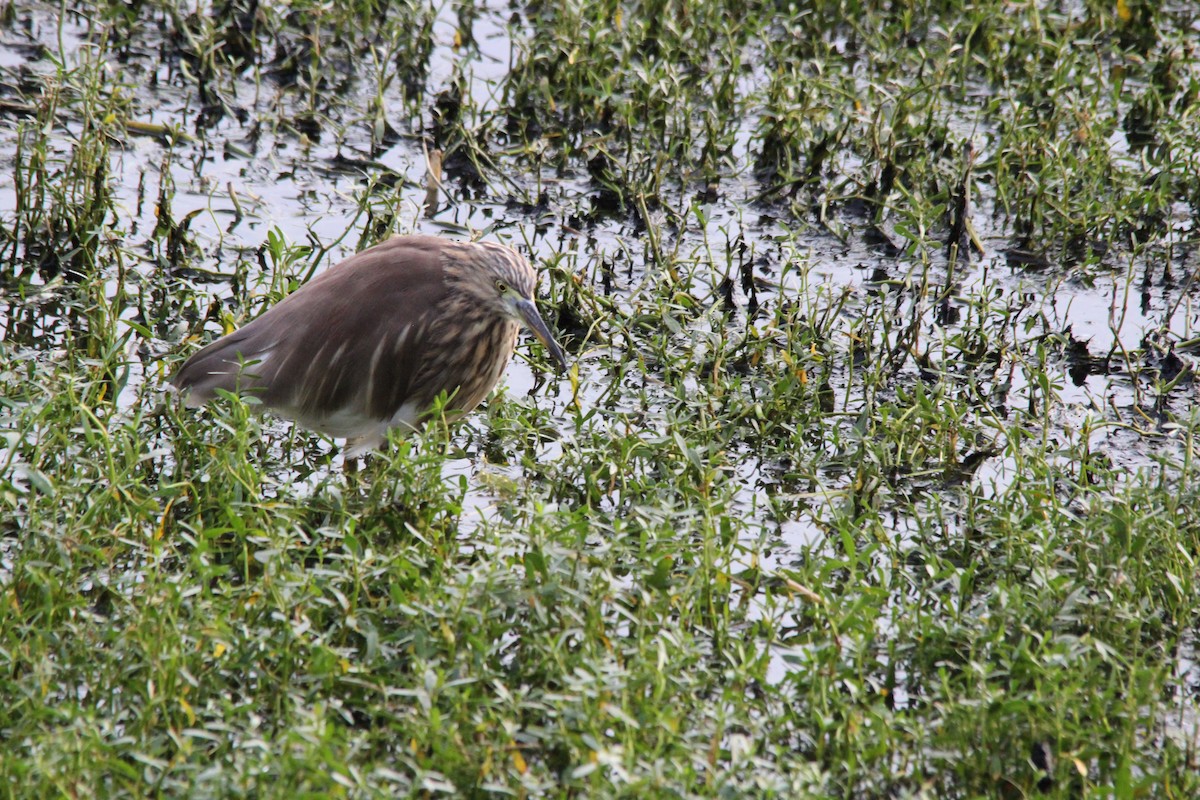 Indian Pond-Heron - ML645776690