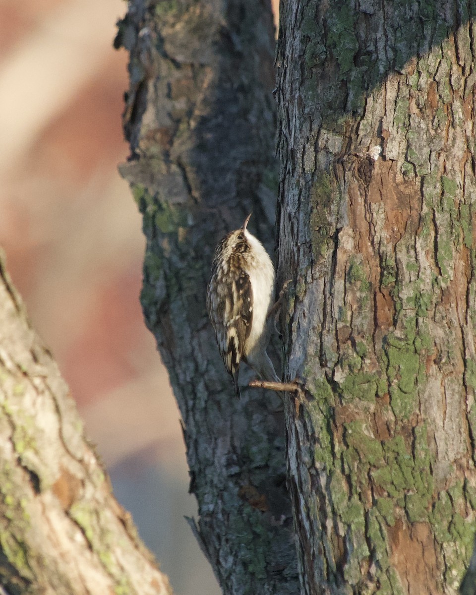 Brown Creeper - ML645776691